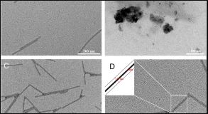 abm applied cells