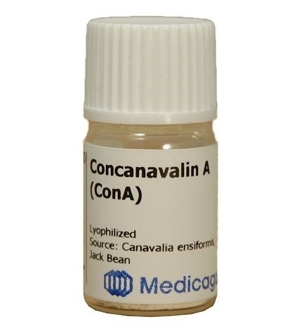 concanavalin a