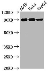 cusabio specializes in the production of antibody